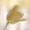 sags mit einer Blume