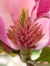 Blüte