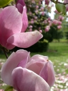 Frühling