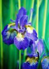 Iris